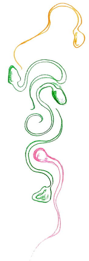 signal-2025-05-05-151512_002-removebg-preview